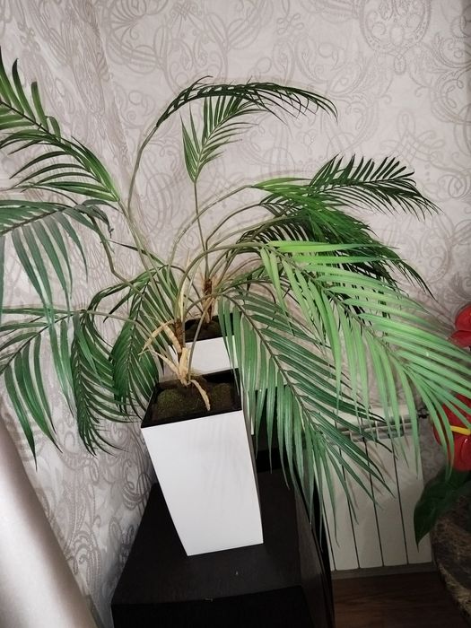 Пальмы 2 штуки, антуриум!