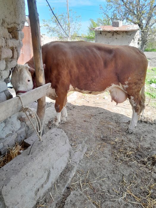 Семинтал сотилади