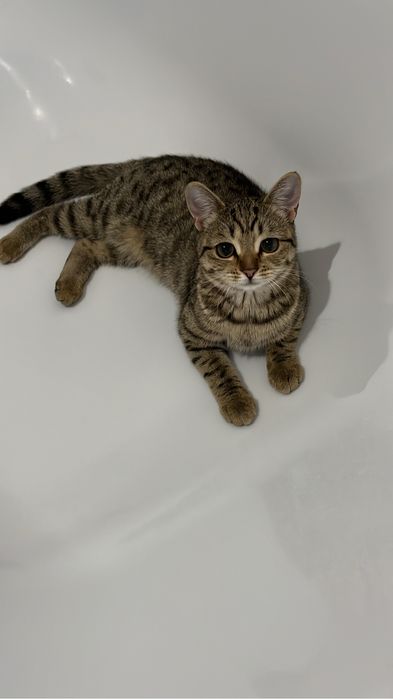 Отдам кошку в добрые руки