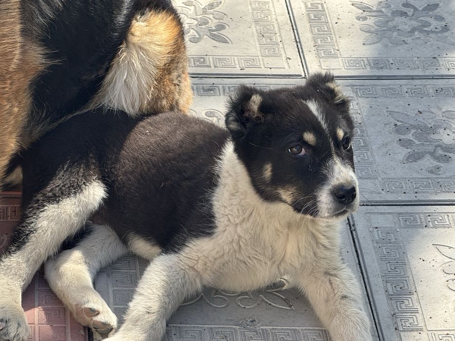 Алабай щенок девочка)