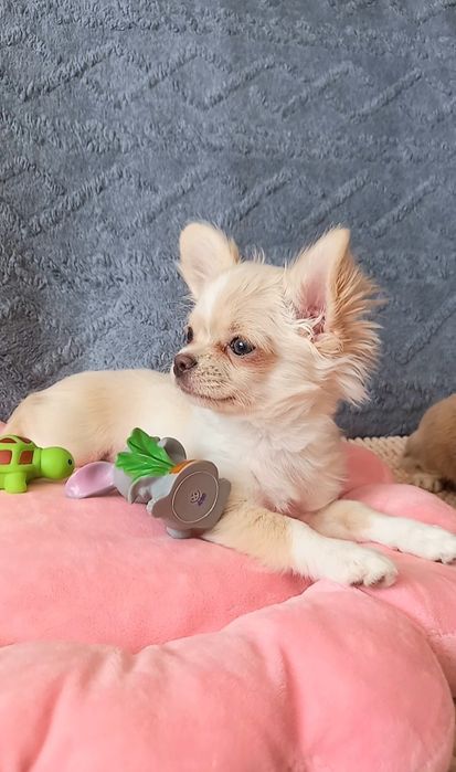 Щенок девочка чихуахуа