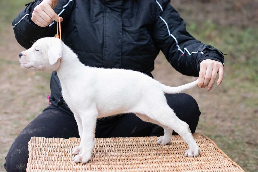 Dog Argentinian 10 saptamani