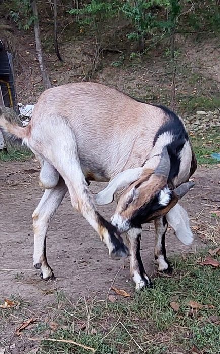 Țap Anglonubian de 10 luni din părinți cu pedigree