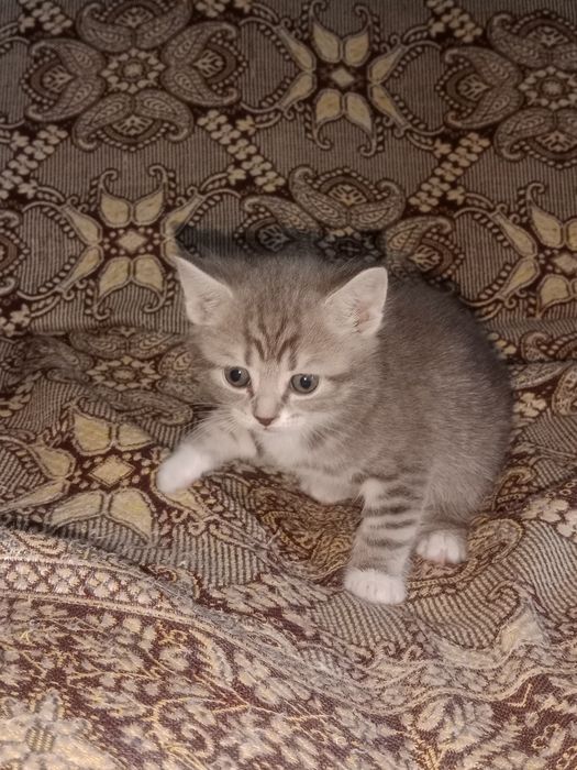 Британские котята