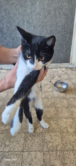 Котенца за отглеждане
