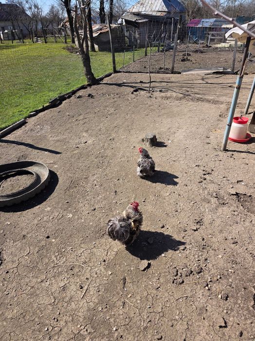 Vand cocoși brahma,matase japoneză si conchinchina