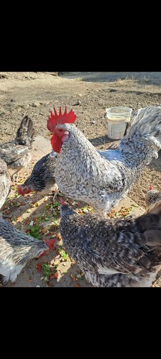 Яицо для инкубаций