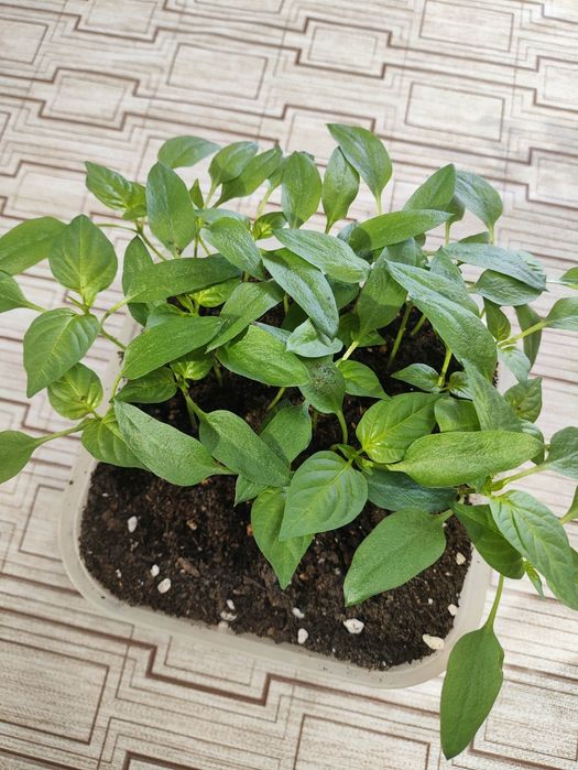 Рассада перец сладкий