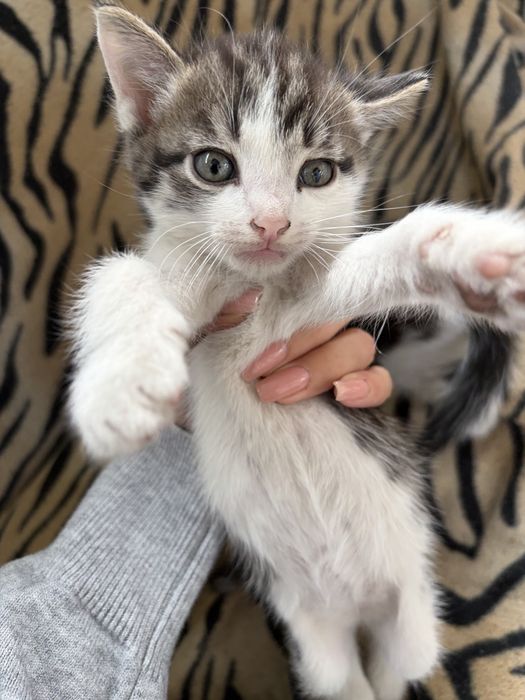 Котята мальчики