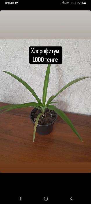 Алоэ взрослый в горшочке