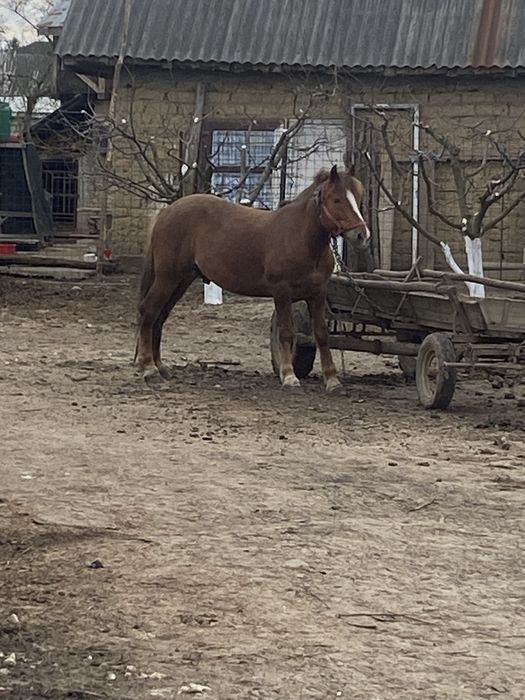De vanzare un calut castrat de 4 ani pentru casa omului !