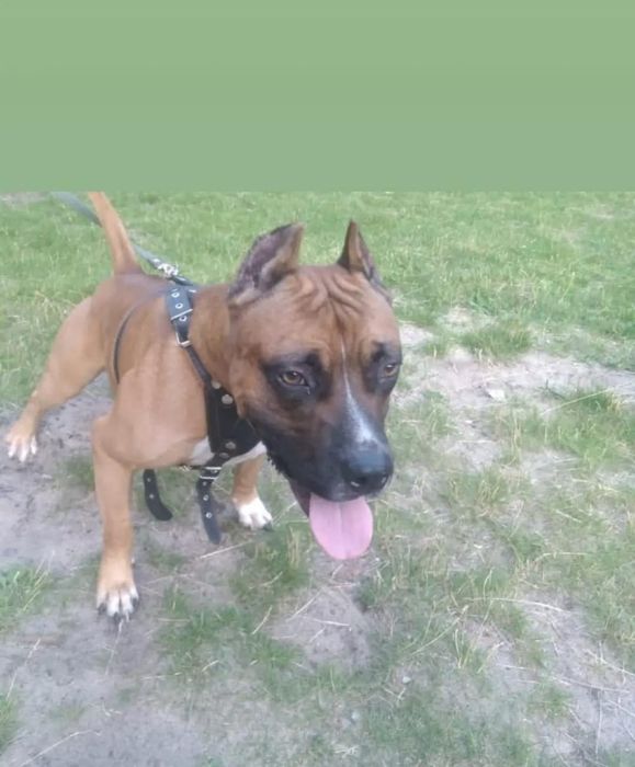 Продаются щенки.