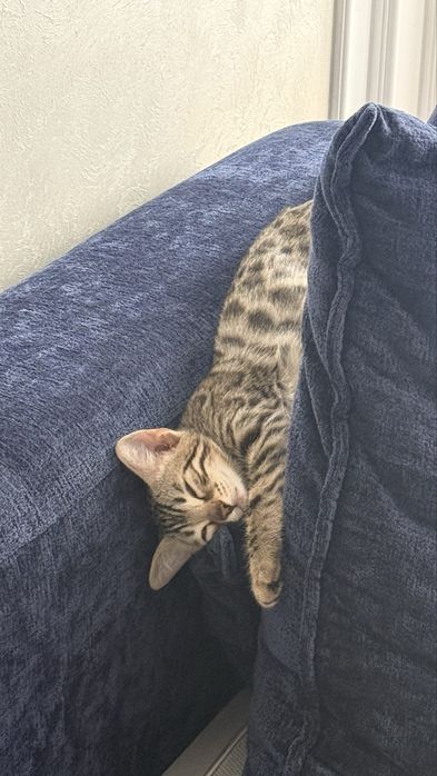 Котенок бенгальский