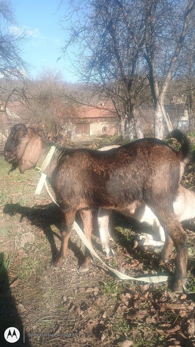 Vând capre  in Caraș Severin  Capre de vânzare mont