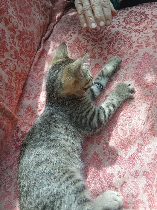 Котенок - мальчик.