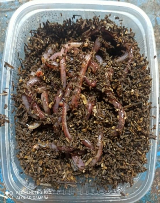 Черви, опарыш, путёвки