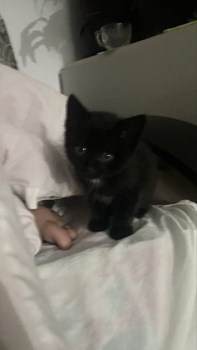 Отдам даром котенка 4 месяца