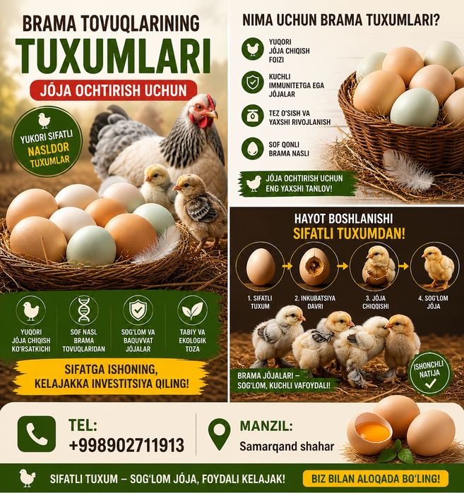 Brama tuxum va jõjalari sotiladi