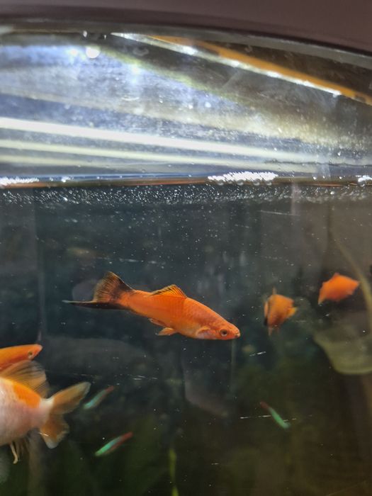 Меченосец самец 2штуки