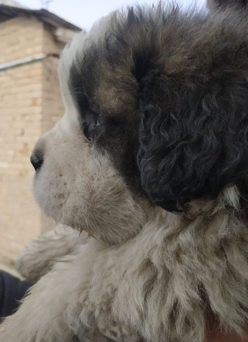 Продам щенков Сенбернар