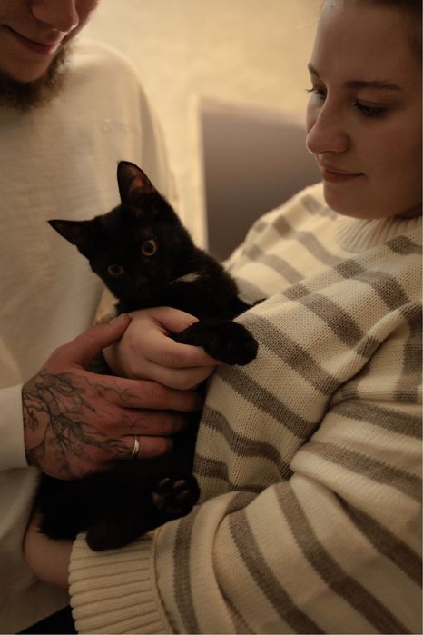 Отдам кошку в хорошие руки.