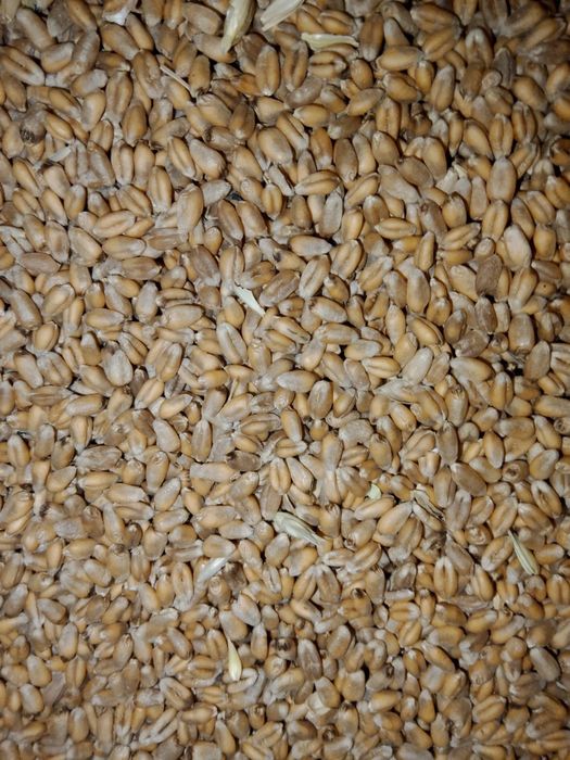 Продам пщеницу урожай этого года