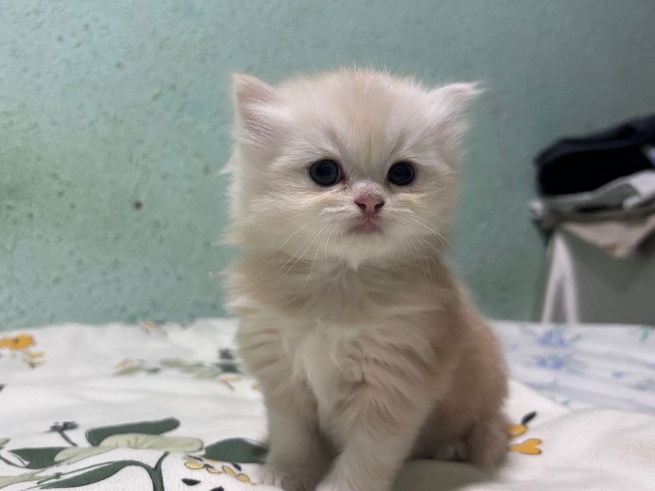 Шотландские котята страйт, мальчик и девочка, чистокровные