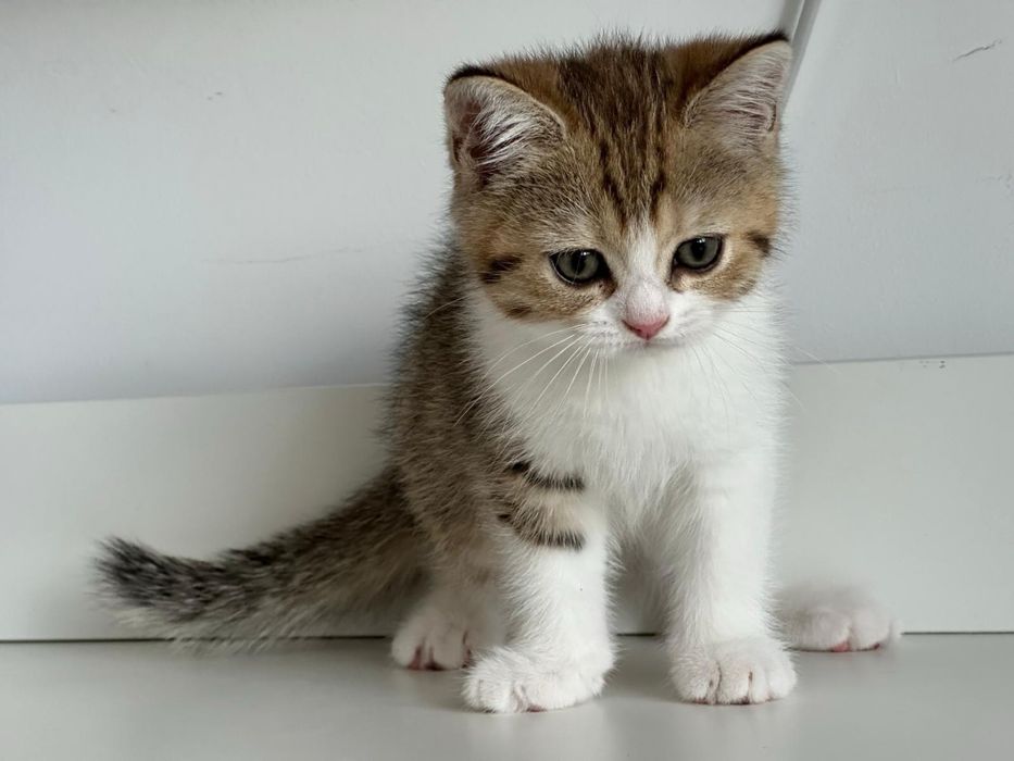 American shorthair puiut