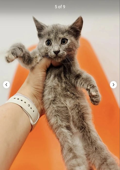 Pisica spre adoptie
