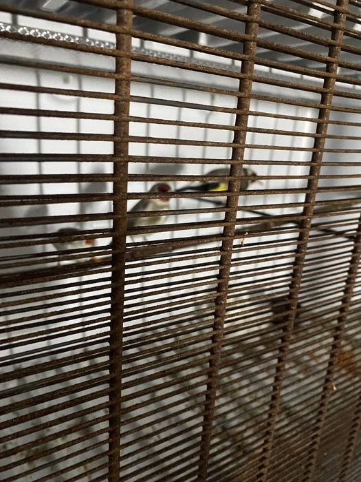 Щегол самец пепельный и черноголовый