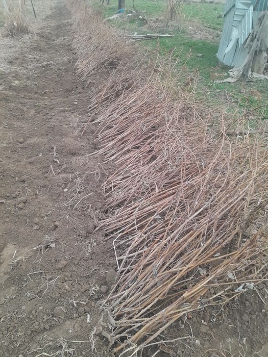 Malina ko'chat sotiladi ishonarli yaxshi ko'chat