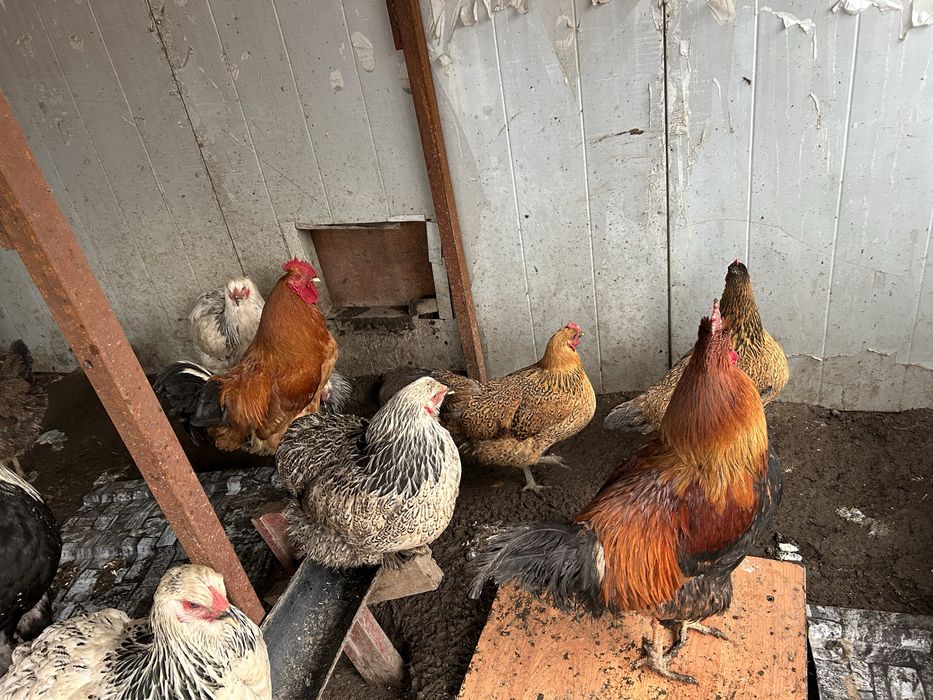 Продам кур и петухов