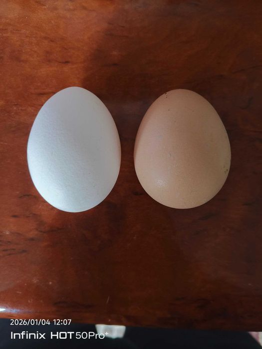 Свежие домашние яйца