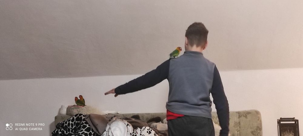 Se vând doi papagali Coco și Honye împreună (femele) cu cuștile lor