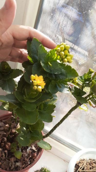 Домашние комнатные цветы