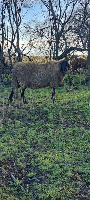 Berbec sarbesc tanar