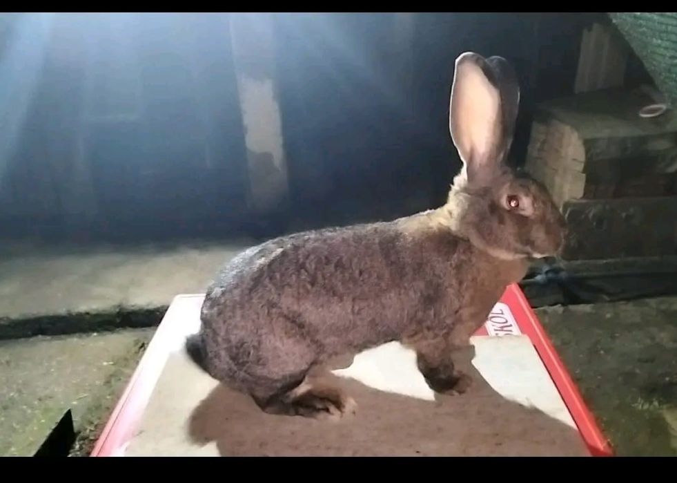 Vand o pereche de urias german la 4 luni