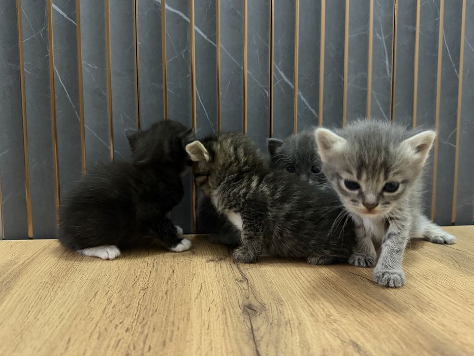 Котята скоттиш страйт