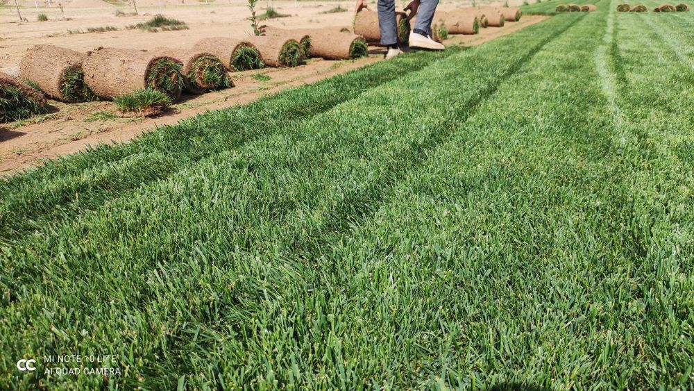 Tayyor gazon ornatish landshaft dizayn xizmati