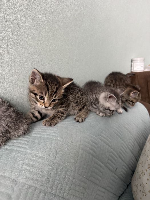 Котята породистые