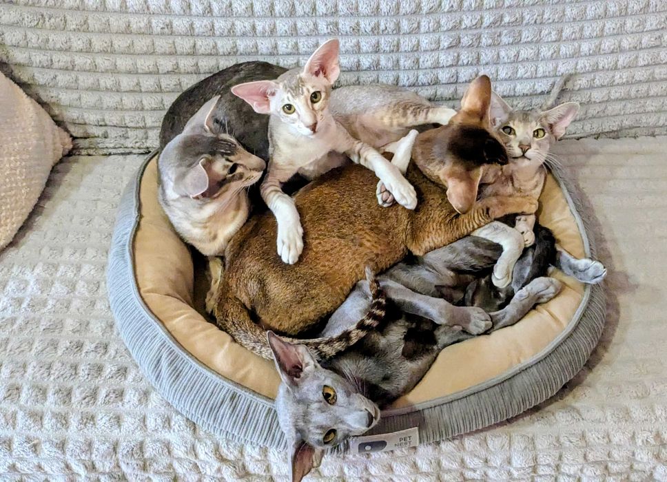 Ориентальная кошечка Уника