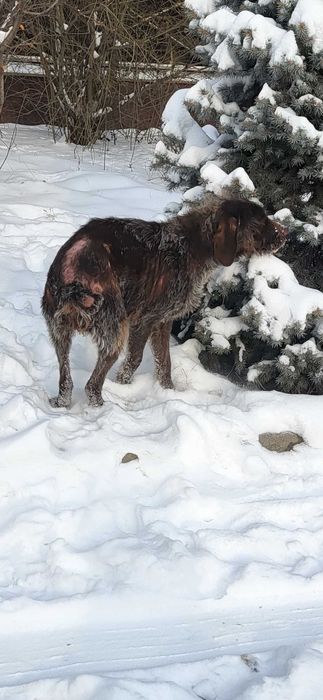 Кімнің иті? Қоңыр ит