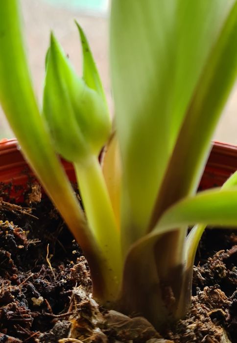 Albuca Spiralis Альбука растение домашнее, цветы комнатные