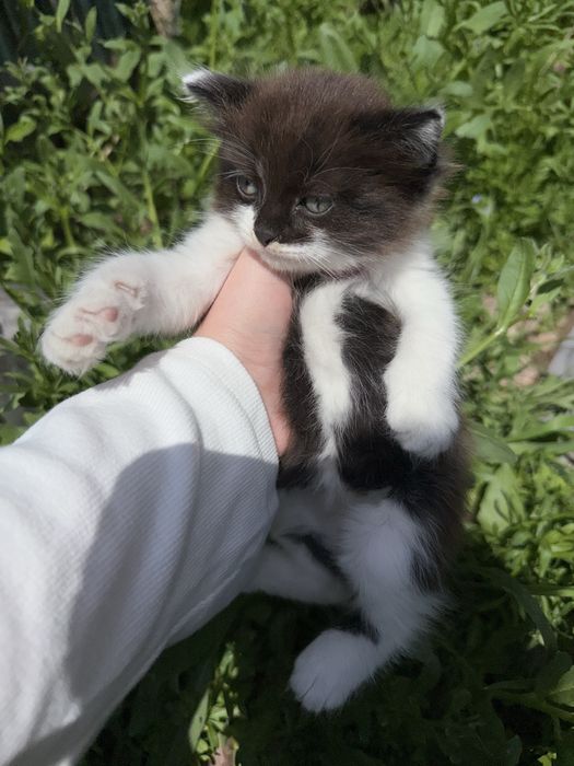 Отдам двух котят