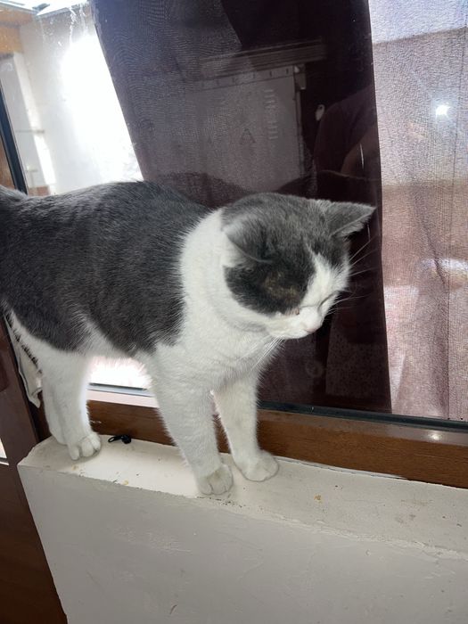 •	Oq-kulrang shirin mushukcha Milka