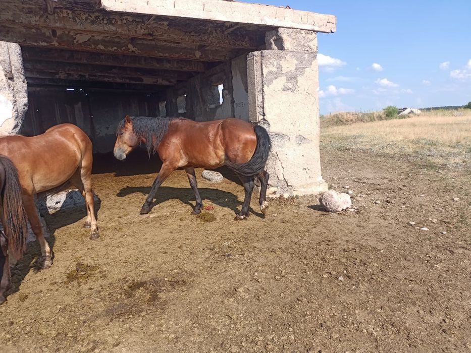 Продам Құнан, далада күйі жақсы
