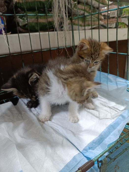 Котята в хорошие руки