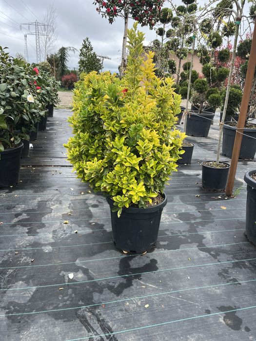 Vand plante ornamentale