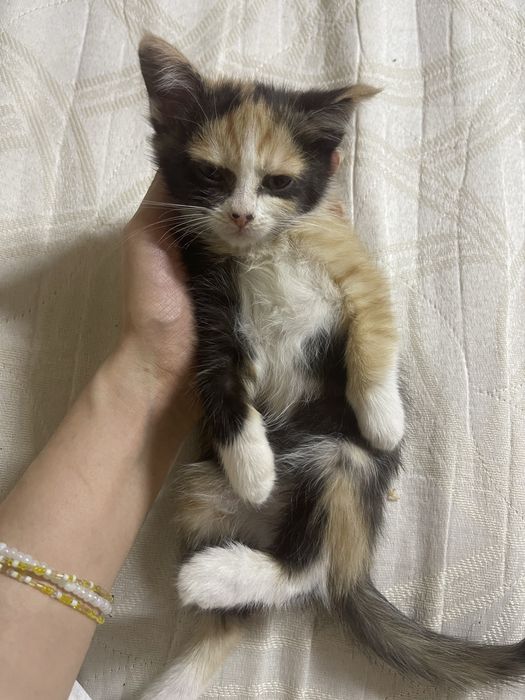 Отдаю котят в хорошие руки