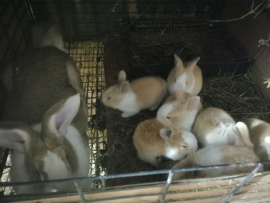 Vand Iepuri Hycole Francez